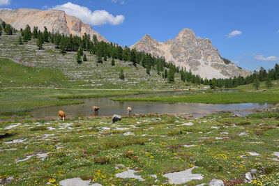 images of The Dolomites - Fanes Piccolo Pasture