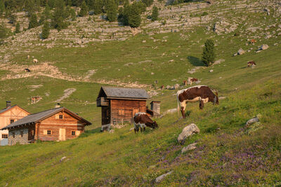 images of The Dolomites - Fanes Piccolo Pasture