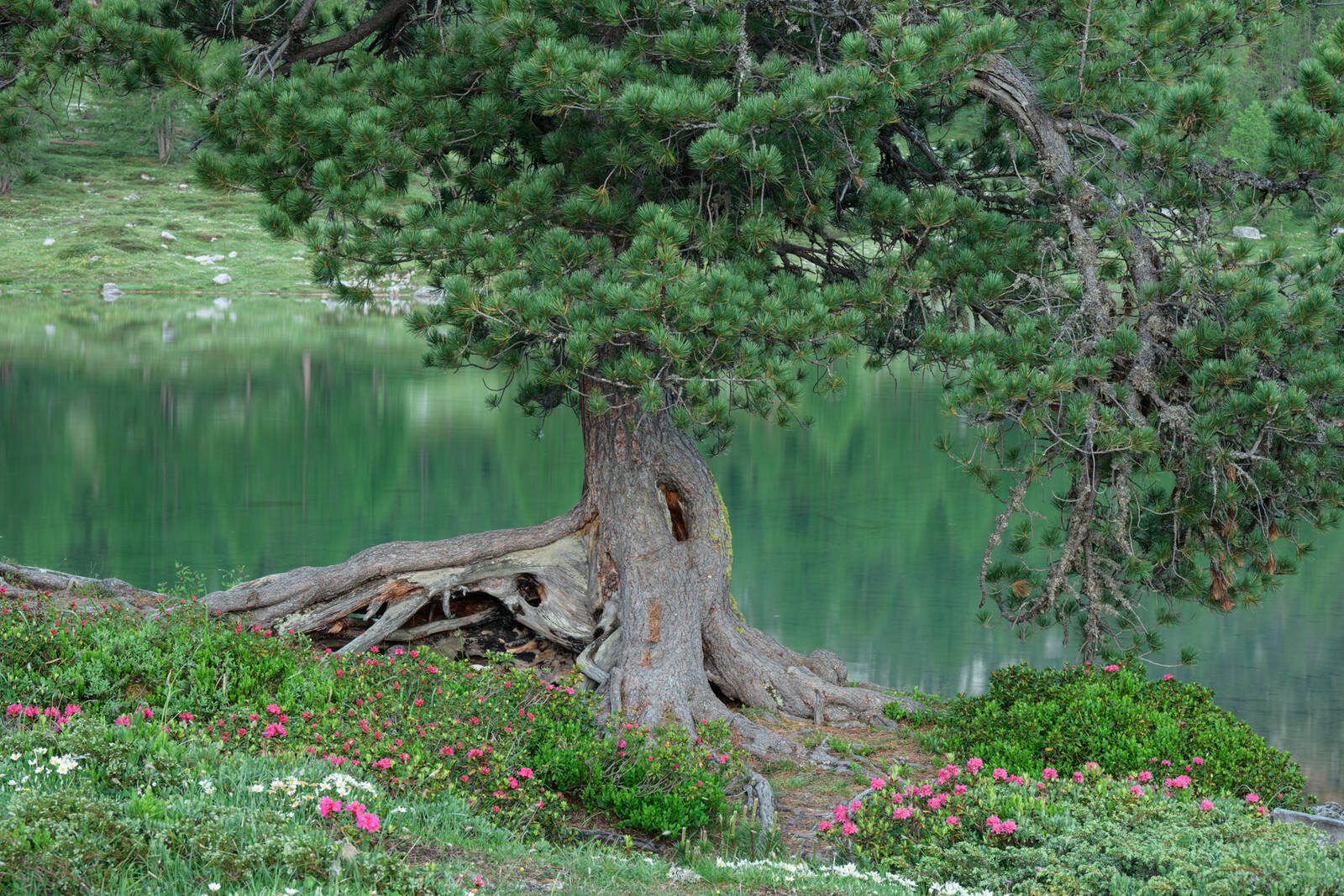 Image of Le Vert (Green Lake) - Fanes by Luka Esenko
