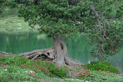 Picture of Le Vert (Green Lake) - Fanes - Le Vert (Green Lake) - Fanes