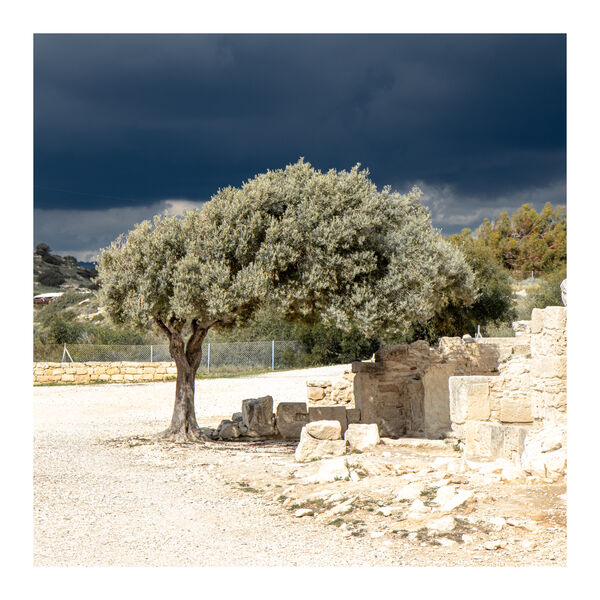 Ruins and olive trees