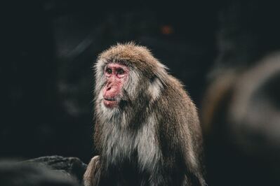 Image of Central Park Zoo - Central Park Zoo