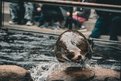 Photo of Central Park Zoo - Central Park Zoo