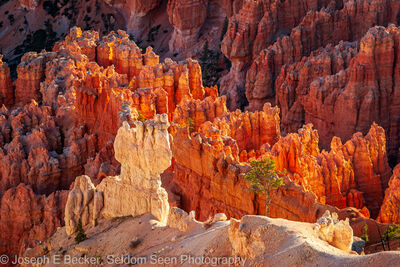 Image of Bryce Point - Bryce Canyon NP - Bryce Point - Bryce Canyon NP