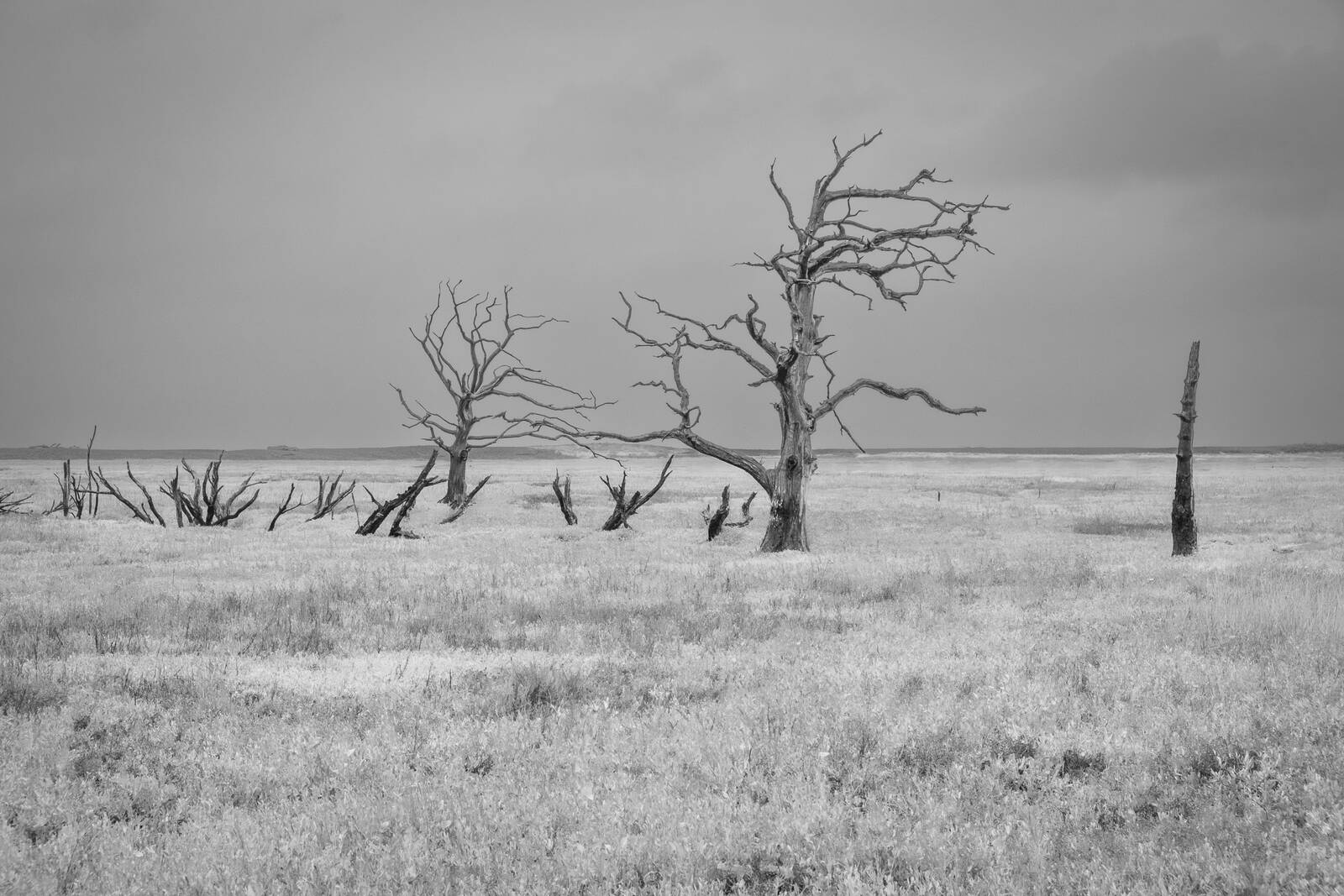 Image of Dead Trees in the Porlock Marshes by Andreas Marjoram