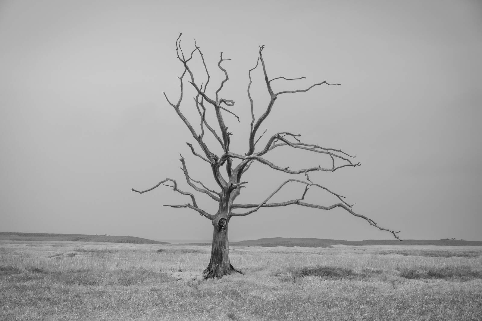 Image of Dead Trees in the Porlock Marshes by Andreas Marjoram