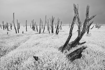Image of Dead Trees in the Porlock Marshes - Dead Trees in the Porlock Marshes