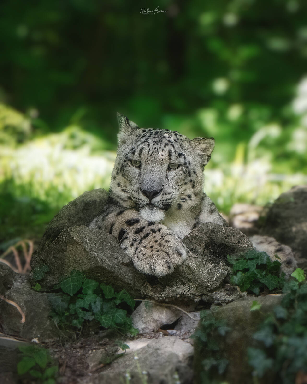 Image of Zoo Zurich by Mathew Browne