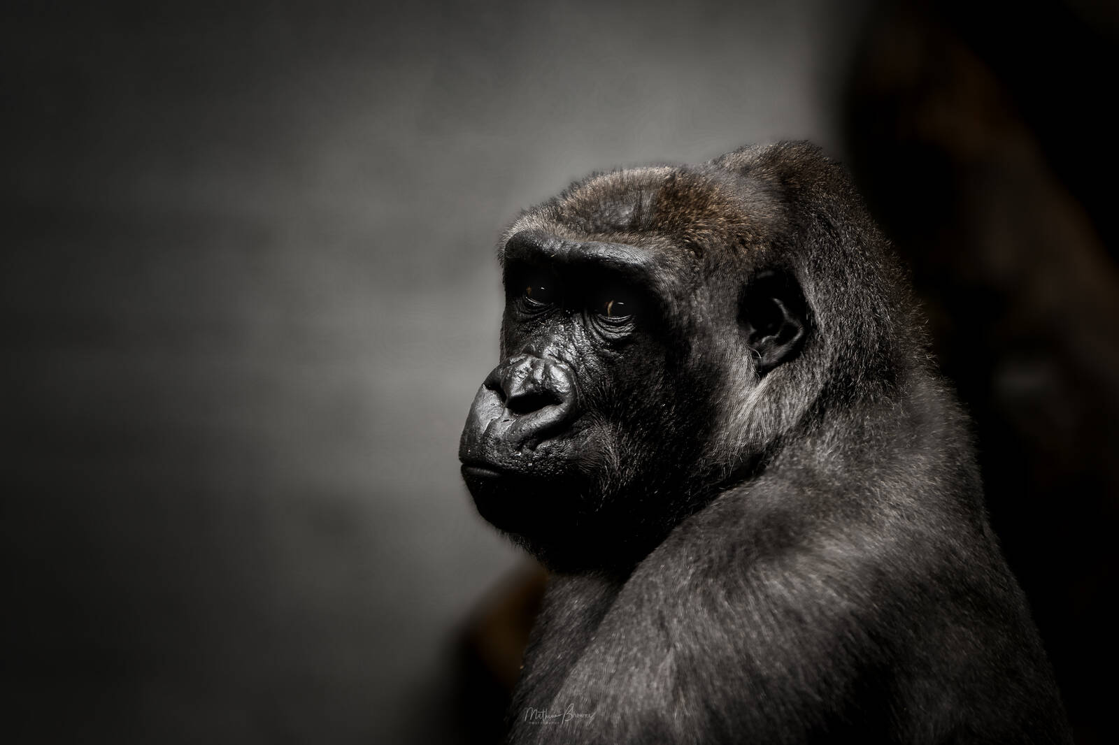 Image of Zoo Zurich by Mathew Browne