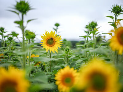 Cowdray Sunflowers & Maize