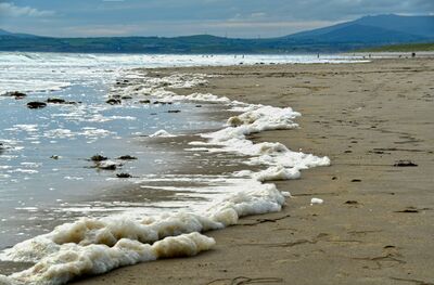 Harlech Beach. Sea Foam forming as the tide gently comes up the beach. It is created by the agitation of breaking waves, containing high concentrations of organic matter. Also known as ocean foam, beach foam, or spume.
