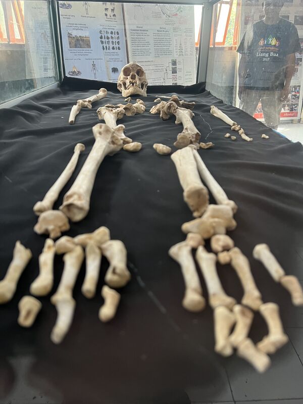 Liang Bua Cave (Hobbit Cave) - replica of the skeleton of the Homo Floresiensis