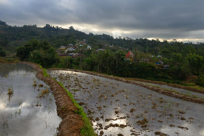 Rice fields around Ruteng, Flores