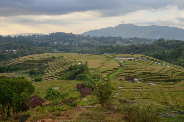 Rice fields around Ruteng, Flores