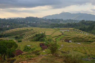 East Nusa Tenggara photography spots - Ruteng Rice Fields Walk