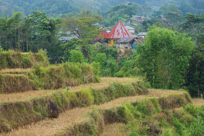 Indonesia photos - Ruteng Rice Fields Walk