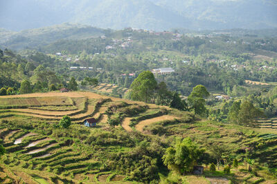 pictures of Indonesia - Ruteng Rice Fields Walk