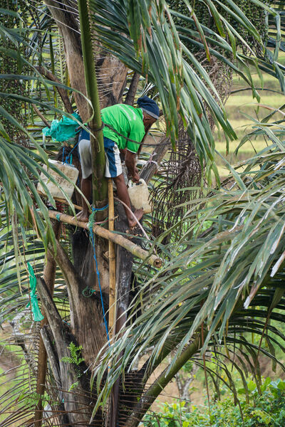 Rice fields around Ruteng, Flores - harvesting palm sap for arak