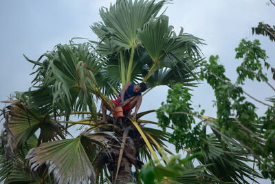 Aimere Beach - collecting palm sap for Arak