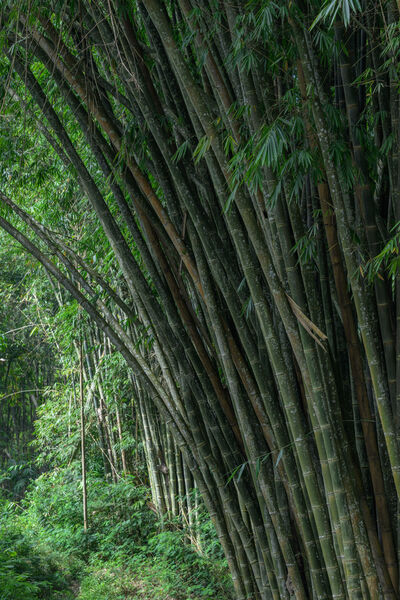 Indonesia photos - Bamboo Forest near Bajawa