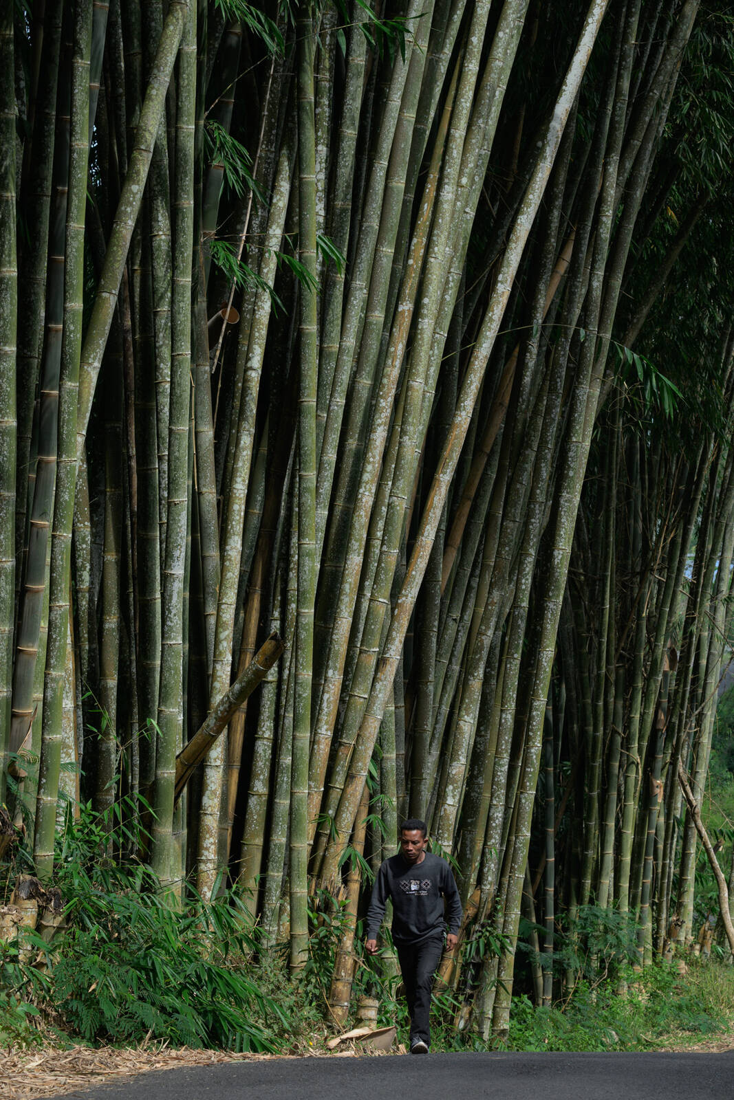 Image of Bamboo Forest near Bajawa by Luka Esenko