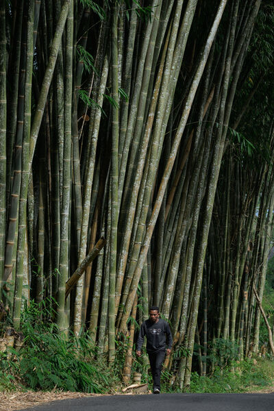 Indonesia pictures - Bamboo Forest near Bajawa