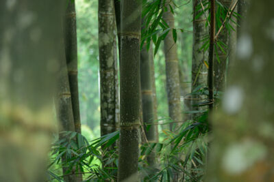 photos of Indonesia - Bamboo Forest near Bajawa