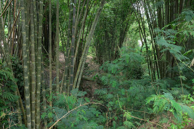 images of Indonesia - Bamboo Forest near Bajawa