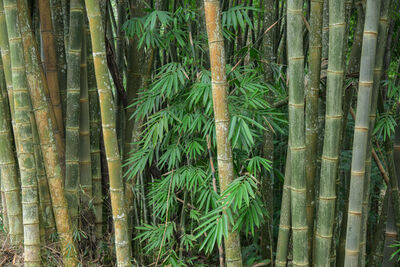 pictures of Indonesia - Bamboo Forest near Bajawa
