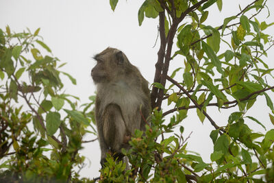 Macaque monkey at Mt Kelimutu