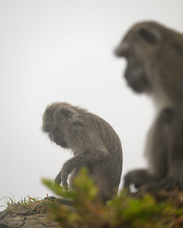 Macaque monkeys at Mt Kelimutu