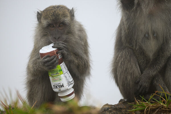 Macaque monkeys foraging on trash