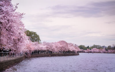 Cherry Blossom season on the tidal basin.