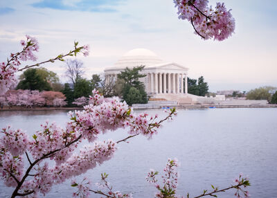 Jefferson Memorial through the Cherry Blossom