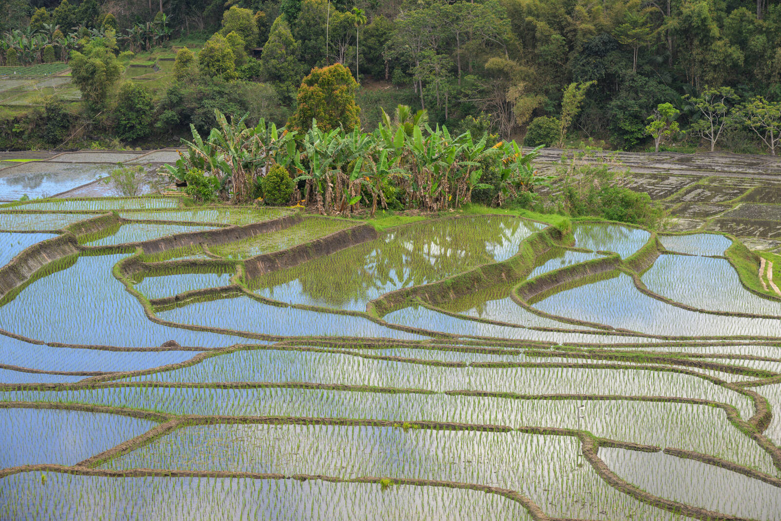 Image of Detusoko Rice Terraces by Luka Esenko