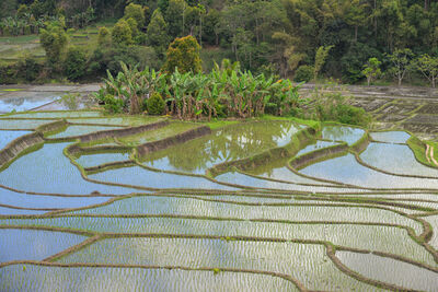 Kabupaten Ende instagram spots - Detusoko Rice Terraces