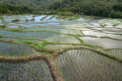 pictures of Indonesia - Detusoko Rice Terraces