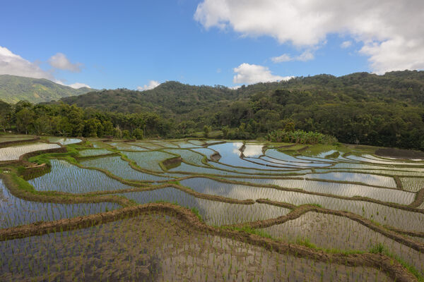 Rice fields on Flores