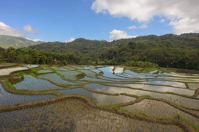 Indonesia images - Detusoko Rice Terraces