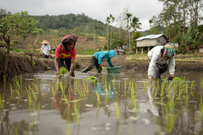 Planting rice on flores