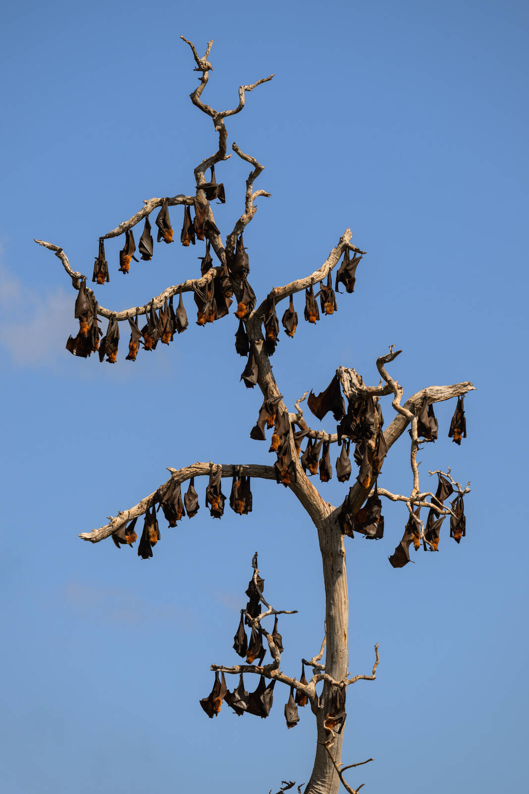 Image of 17 Islands - Flying Fox Colony by Luka Esenko