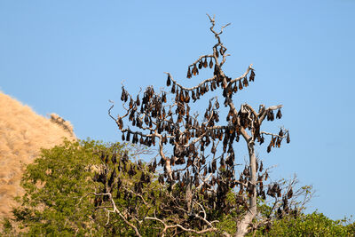 Flying Fox (Pteropus vampyrus) colony at 17 islands national park, Flores, Indonesia