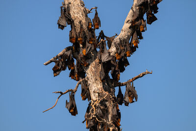 Indonesia images - 17 Islands - Flying Fox Colony