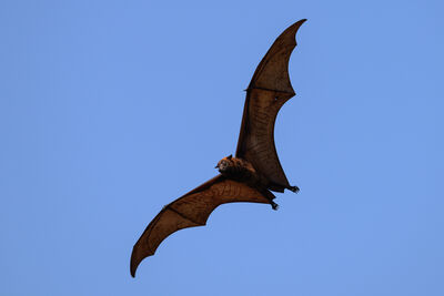 Picture of 17 Islands - Flying Fox Colony - 17 Islands - Flying Fox Colony