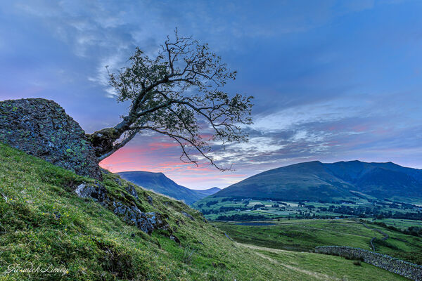 View of Blencathra form the lone tree near Tewet Tarn at sunset.