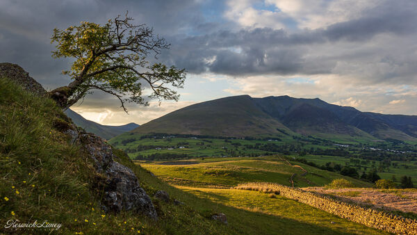 The lone tree at Tewet Tarn with Blencathra being in the late afternoon light.