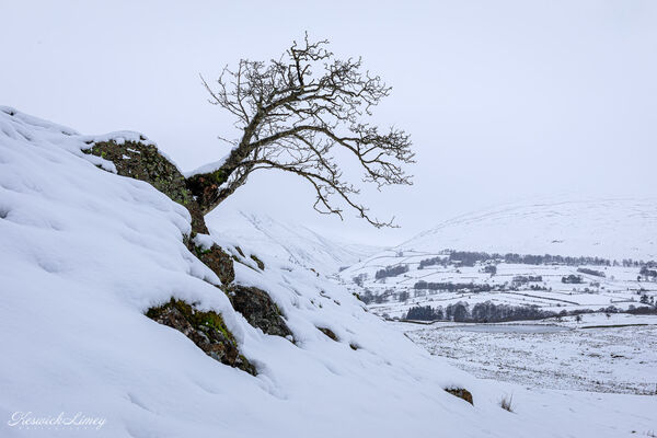The lone tree on Low Rigg with Tewet Tarn in the snow.
