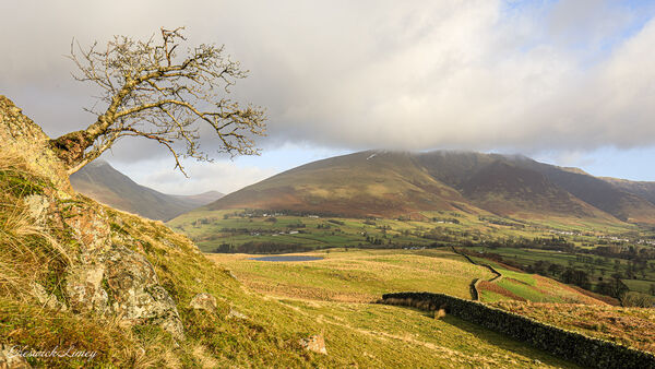 The lone tree of Low Rigg in light with Tewet Tarn and Blencathra behind.