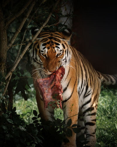 Hampshire photography spots - Marwell Zoo