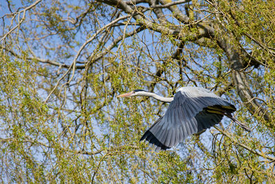 Herons at Hampden Park, Eastbourne.
Best time to see them is April, when they are rearing the chicks.